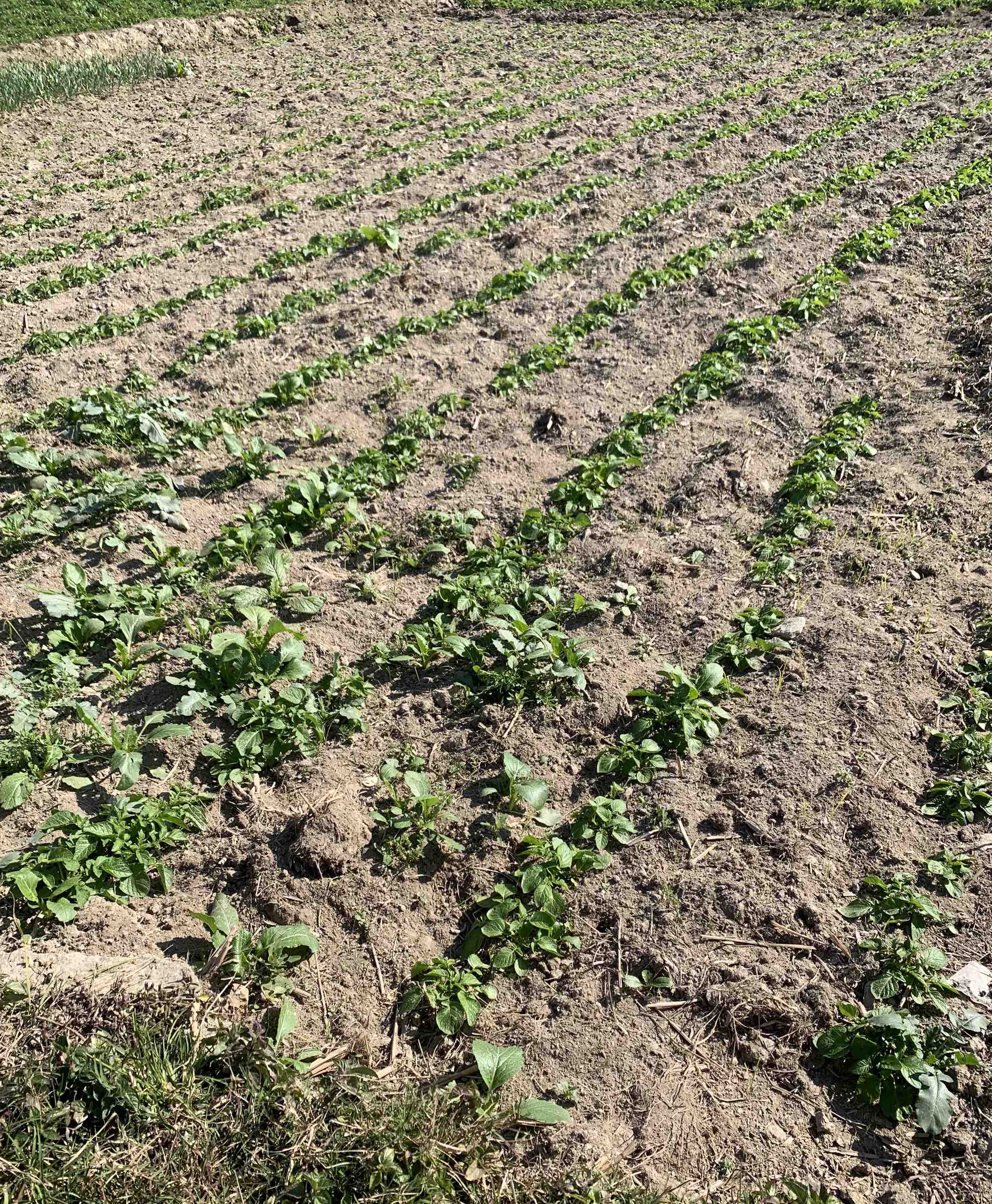 Officials visiting Hemja Agro
